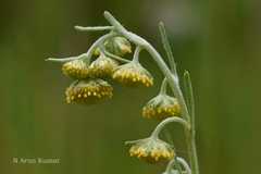 Artemisia macrocephala